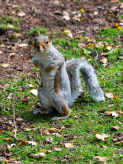 Cute Grey Squirrel Standing on the Ground 