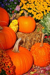 Decorative display of pumpkins, squashes and flowers in the fall