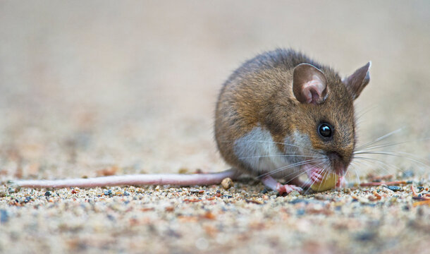 tiny deer mouse eating a peanut