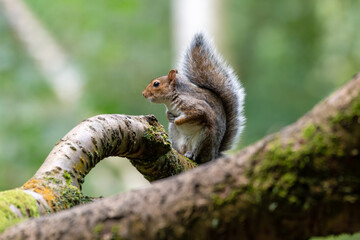 Cute Grey Squirrel Sitting in a Tree