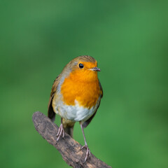 Robin Red Breast Perched on a Broken Tree Branch