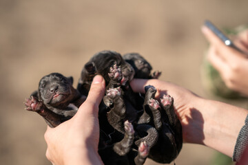 Male hands holding three black, newborn labrador puppies. Three newborn puppies of Labrador...