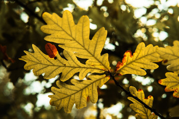 Bright yellow oak leaves on the branches in the autumn forest. Autumn bakcround