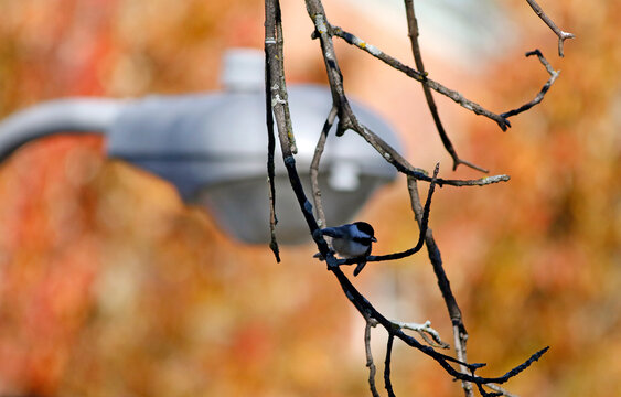 Une m&eacute;sange &agrave; t&ecirc;te noire en ville en automne
