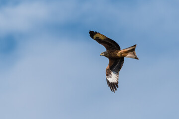 Majestic Red Kite Soaring Across the Sky