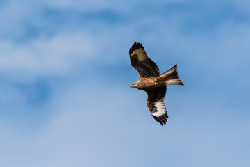 Majestic Red Kite Soaring Across the Sky