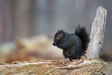 black squirrel sitting on a log