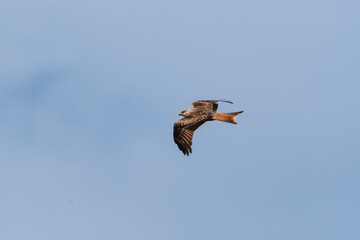 Obraz premium Majestic Red Kite Soaring Across the Sky