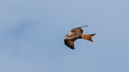 Majestic Red Kite Soaring Across the Sky