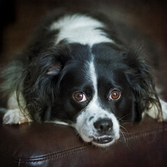 portrait of a cute black and white dog