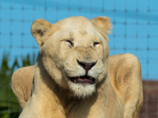 Majestic White Lion Close Up Portrait
