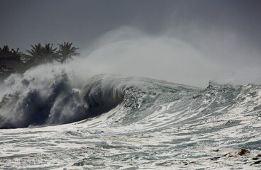 Palm tree and wave - Hawaii © jerzy