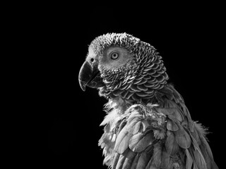 Obraz premium Rescued Self Plucked African Grey Parrot Perched on a Tree Branch