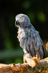 Rescued Self Plucked African Grey Parrot Perched on a Tree Branch