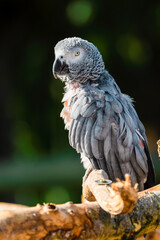 Rescued Self Plucked African Grey Parrot Perched on a Tree Branch