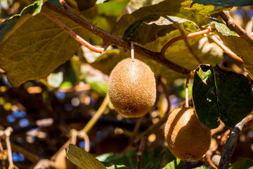 Ripe kiwi fruit growing on a tree
