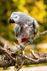 Rescued Self Plucked African Grey Parrot Perched on a Tree Branch