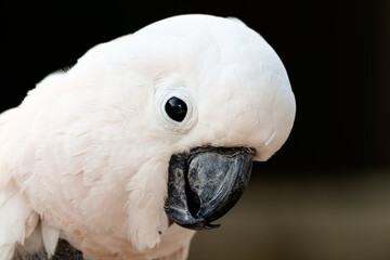 Salmon Crested Cockatoo Close Up Side Profile With Self Plucked Chest © Ian