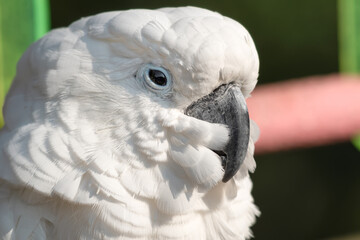Fototapeta premium Umbrella Cockatoo Close Up Portrait