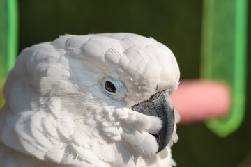 Umbrella Cockatoo Close Up Portrait