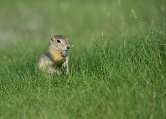 Naklejka na ściany i meble Richardson's ground squirrel eating and sitting in the grass