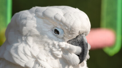 Umbrella Cockatoo Close Up Portrait
