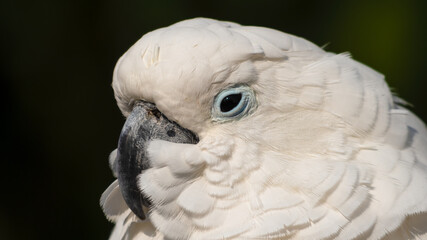 Umbrella Cockatoo Close Up Portrait