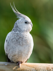 White Cockatiel Perched on a Wooden Fence