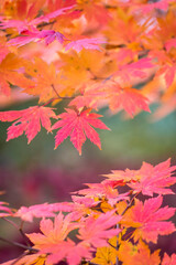 Naklejka na ściany i meble Red maple leaves in autumn season 