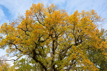 Details and textures of an oak trunk, branches and foliage in October in Latvia