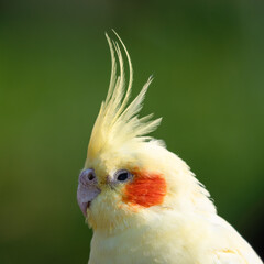 Yellow Cockatiel Close Up Portrait
