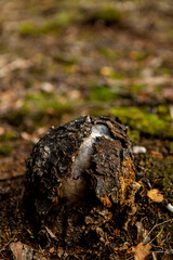 Exotic bask egg autumn scenery in a pine tree forest with on the forest floor the crescendoing white knob