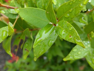 close-up view of some green leaves with raindrops in a garden