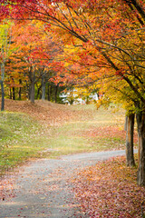 Naklejka premium Collection of Beautiful Colorful Autumn Leaves with fallen leaves 