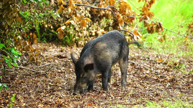 Wild Boar (Sus scrofa) or wild pigs, leaving Georgia swamp to raid farmer's field. Very destructive invasive species