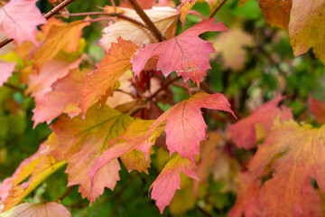 Farbenfrohe Blätter im Herbst 
