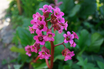 Bergenia cordifolia. Close up photo of beautiful violet (magenta) flower against green leaves background