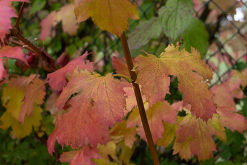 Farbenfrohe Blätter im Herbst 