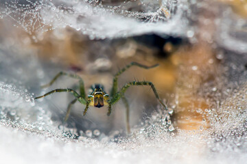 Spider on Dew