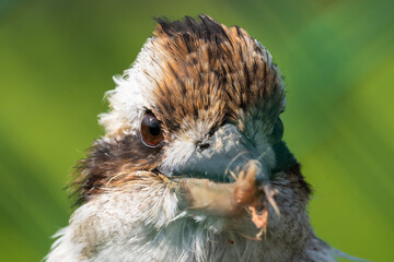 Kookaburra Close Up Portrait with a Damaged Beak