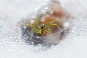 Spider on Dew