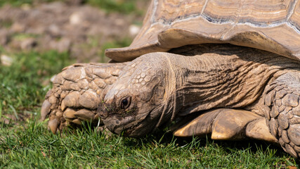 Giant Tortoise Grazing on Grass