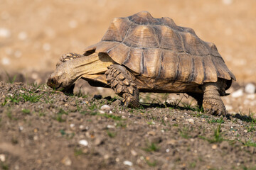Fototapeta premium Giant Tortoise Walking on Grass