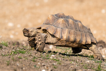 Giant Tortoise Walking on Grass