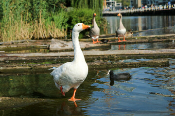 The white goose standing on one leg by the chanel in Utrecht. Looking a bit stupid. 