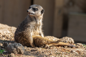 Meerkat Sitting on the Ground