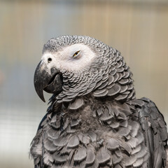 African Grey parrot Close Up Side Profile