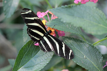 papillon noir et blanc