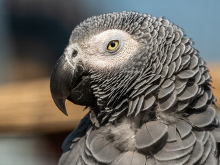 African Grey parrot Close Up Side Profile