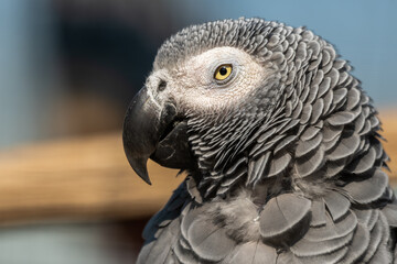 Obraz premium African Grey parrot Close Up Side Profile